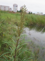 Artemisia selengensis