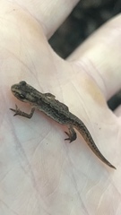 Lissotriton vulgaris