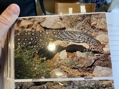 Varanus giganteus