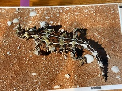 Moloch horridus