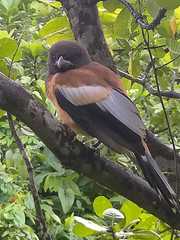 Dendrocitta vagabunda