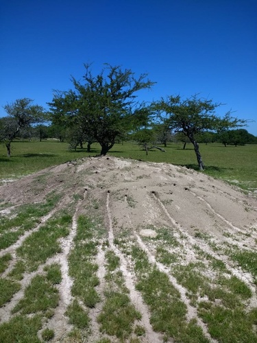 Atta vollenweideri Forel, 1893