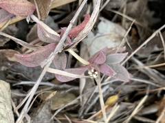 Delosperma lebomboense