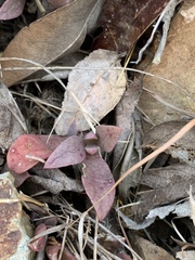 Delosperma lebomboense