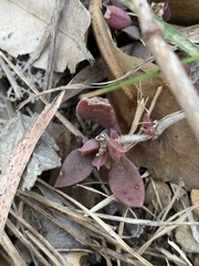 Delosperma lebomboense