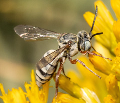 Triepeolus micropygius