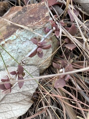 Delosperma lebomboense