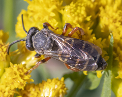 Triepeolus pectoralis