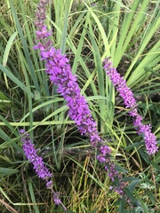 Lythrum salicaria