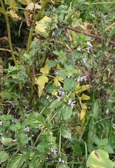 Ballota nigra