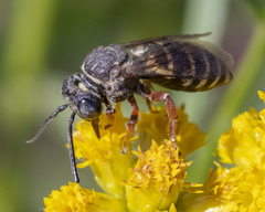 Triepeolus pectoralis
