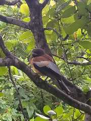 Dendrocitta vagabunda