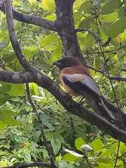 Dendrocitta vagabunda