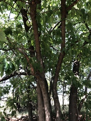 Maclura pomifera
