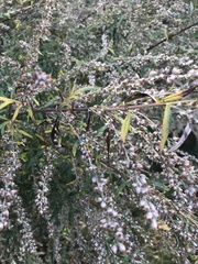 Artemisia vulgaris