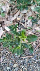 Psychotria daphnoides