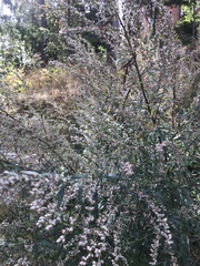 Artemisia vulgaris