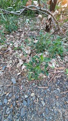 Psychotria daphnoides