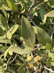 Pleurostylia capensis