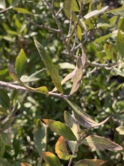 Pleurostylia capensis