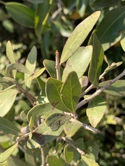 Pleurostylia capensis