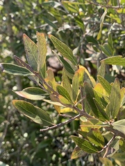 Pleurostylia capensis