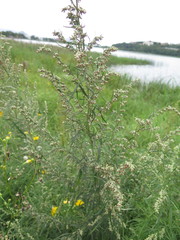 Artemisia umbrosa
