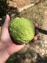 Maclura pomifera