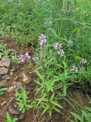 Stachys aspera