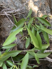 Coptosperma supra-axillare