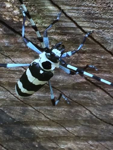 Banded Alder Borer photo 4