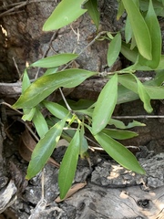Coptosperma supra-axillare