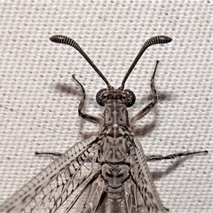 Purenleon inscriptus