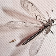 Purenleon inscriptus