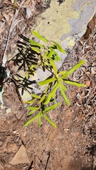 Grevillea linsmithii