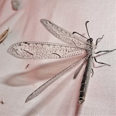 Purenleon inscriptus