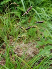Carex macrochaeta