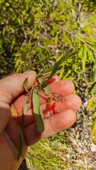 Grevillea linsmithii