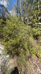 Grevillea linsmithii