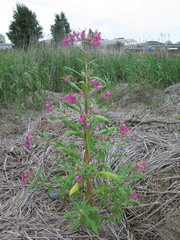Impatiens glandulifera