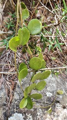 Hoya australis australis