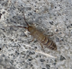 Orchesella multifasciata