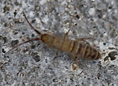 Orchesella multifasciata