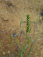 Setaria pumila