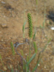 Setaria pumila