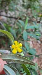 Hibbertia hexandra
