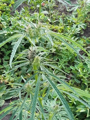 Cannabis sativa spontanea