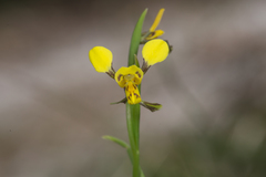 Diuris unica