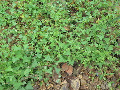 Persicaria perfoliata