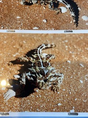 Moloch horridus